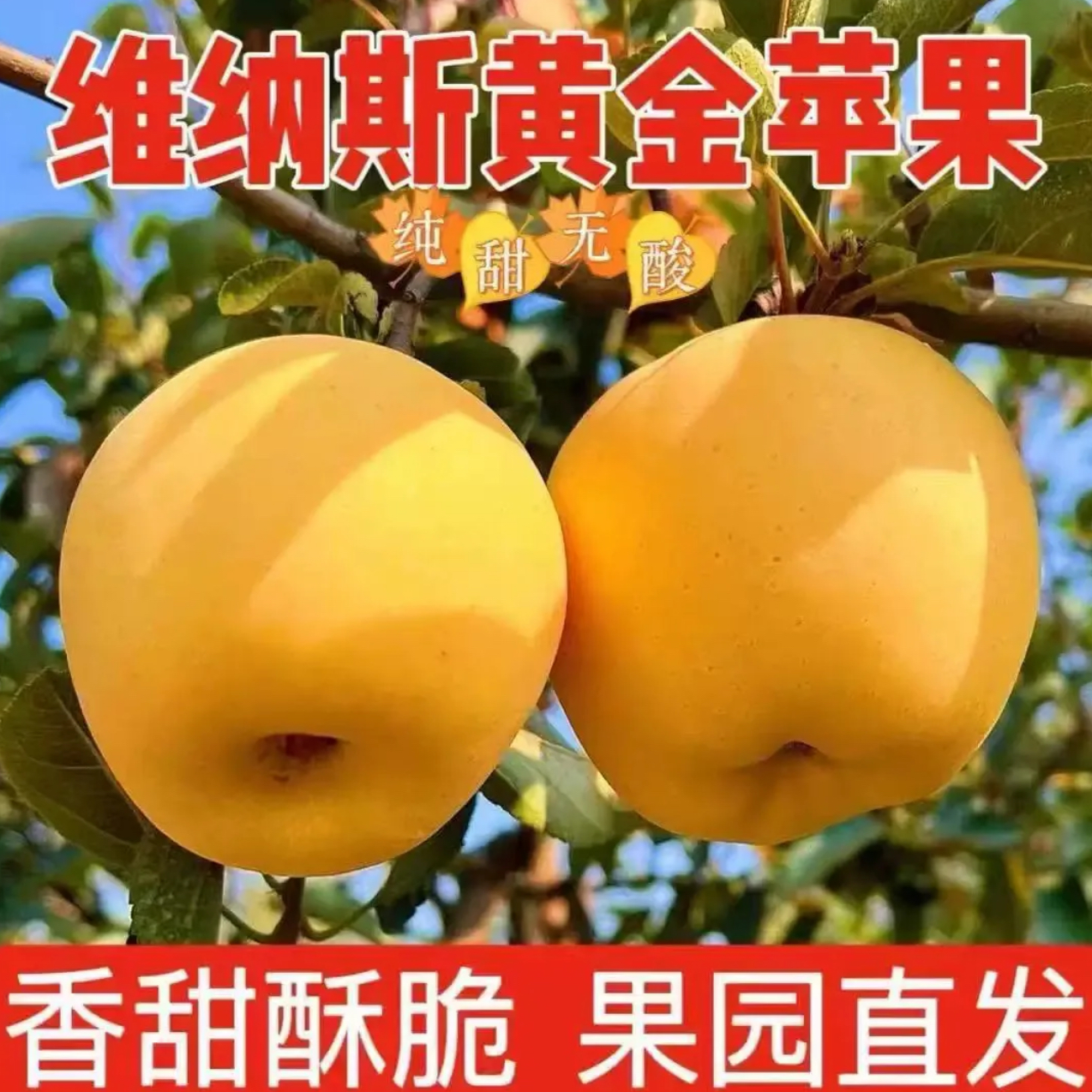 正宗山东维纳斯黄金苹果 脆甜无酸 新鲜采摘 精品好果原产地直邮 