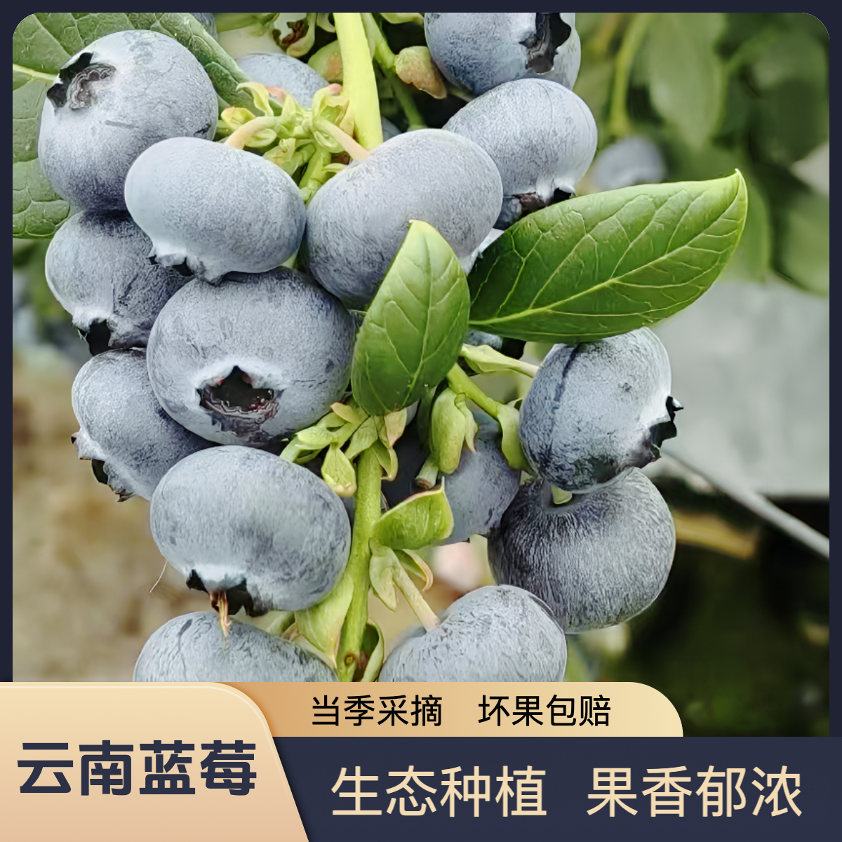 云南抚仙湖25花果香蓝莓新鲜脆甜多汁当季采摘澄江基地直发