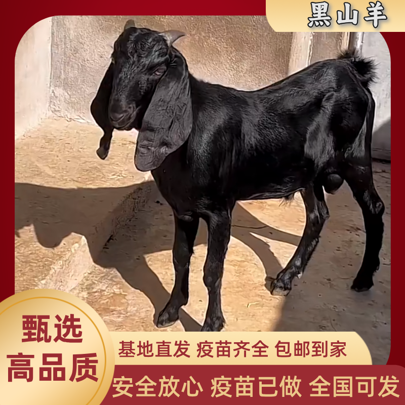 【纯种努比亚黑山羊】宠物羊努比亚黑种公