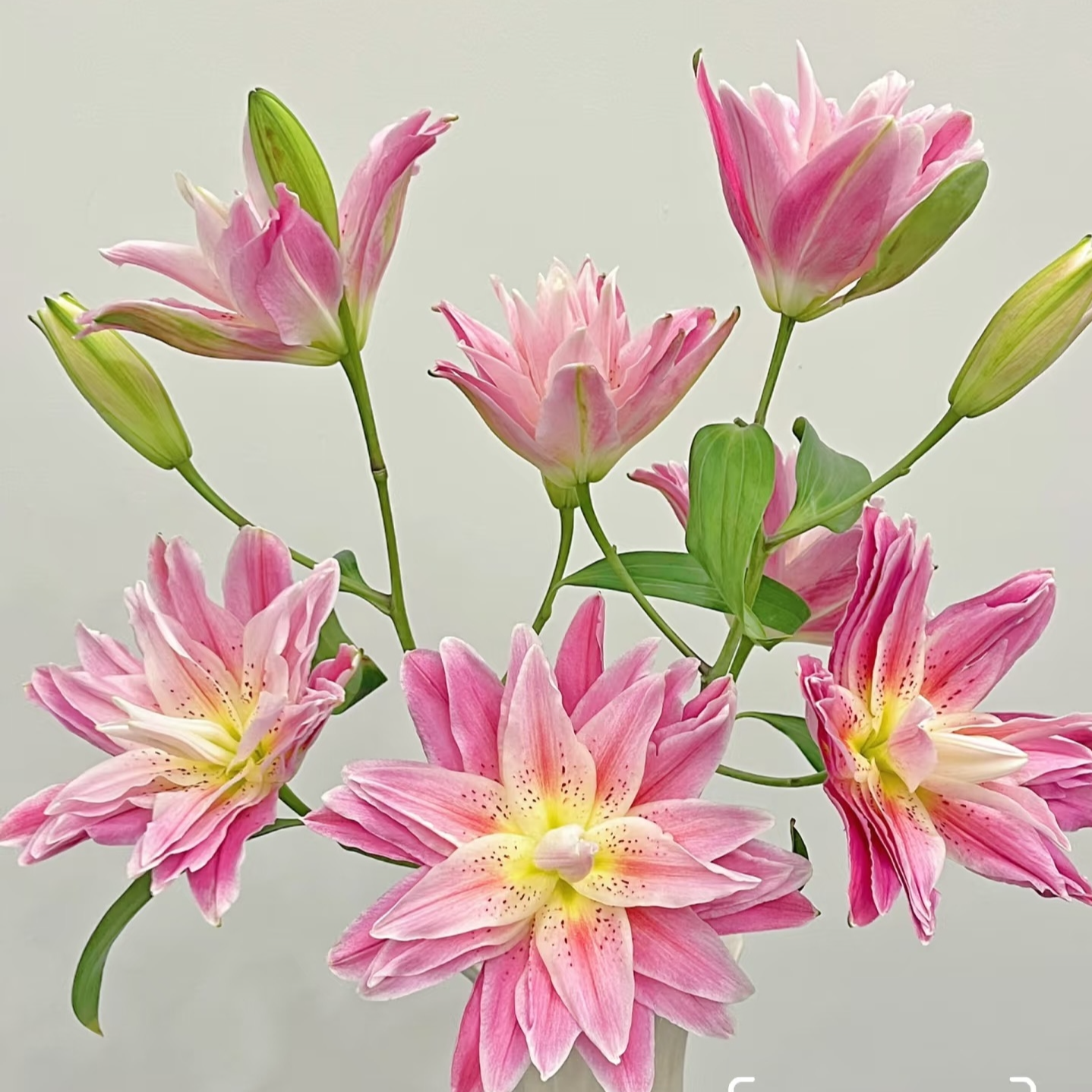 进口百合花种球《茱莉亚（红美人）周长19/21cm》重瓣有香味