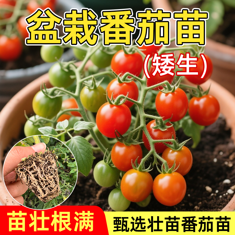 寿光红黄黑矮生盆栽小樱桃番茄苗秧盆栽西红柿圣女果种子四季种植