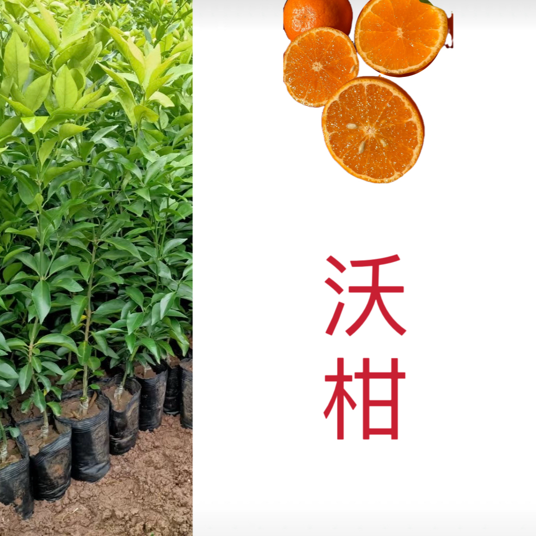 【沃柑】无纺布原杯原土盆栽地栽苗