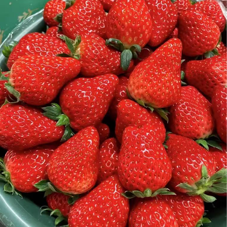 【当天现摘·基地直采】本地自然熟成·从树上到嘴里不到4小时 