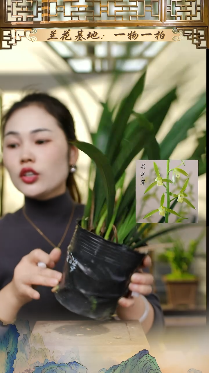 全部花苞吴字翠4花苞