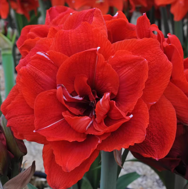 【樱桃妮芙】现货重瓣朱顶红种球荷兰朱四季种植 伊可花卉