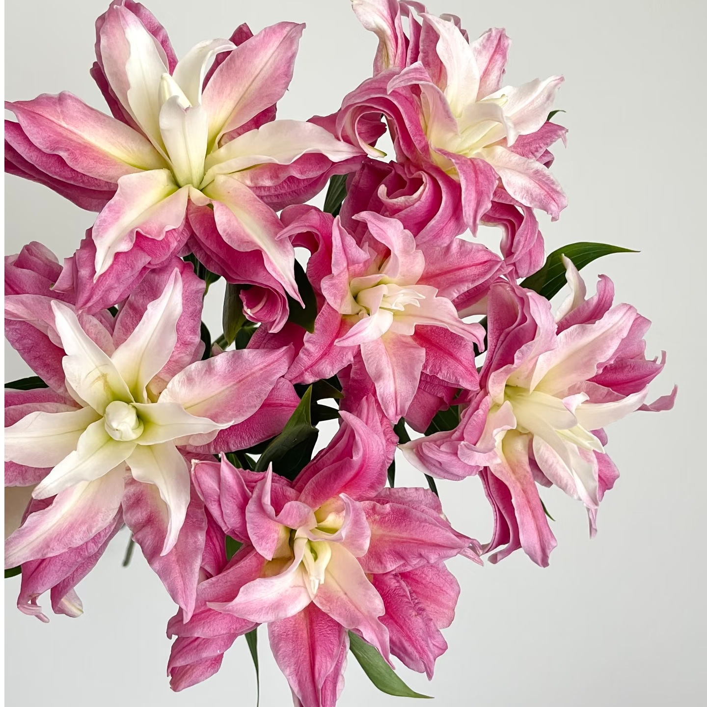 红丝带重瓣百合 粉色百合 一头4支4朵  批发花店摆地摊一手货源