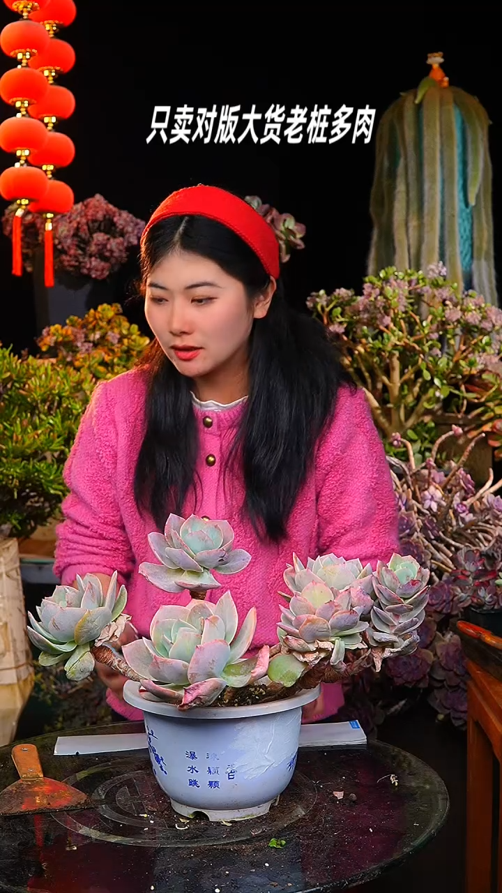 【闪购商品】飘枝白凤18号