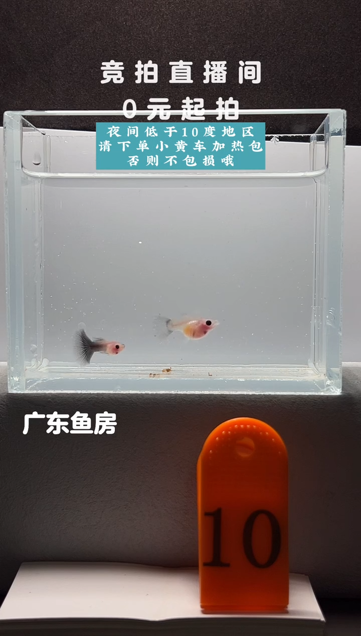 孔雀鱼超透玻璃猫一对编号10