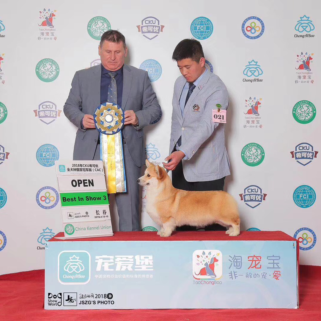 【快乐家族柯基】柯基犬 宠物活体 狗狗 小狗 萌宠