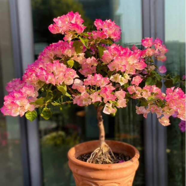 2025网红爆款三角梅