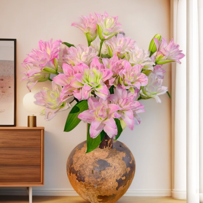 云南木木花卉 新品粉白色重瓣 香水百合花清香型渐变鲜花家居水养