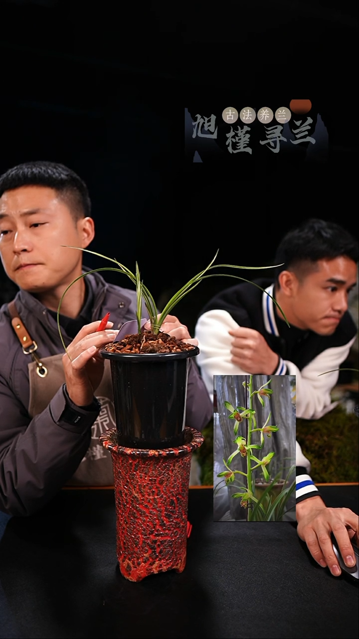 当前无花栽培后可以开花未**海瓷白变形中透艺草（龙头苗带芽）