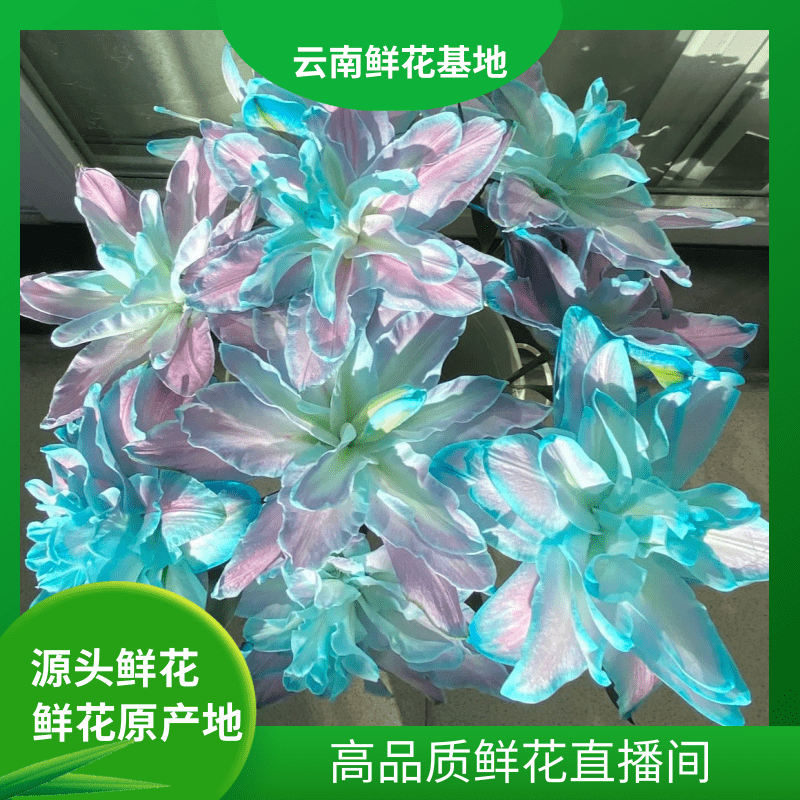 颜花【星空重瓣香水百合】云南鲜花基地直发两单升级顺丰冷链
