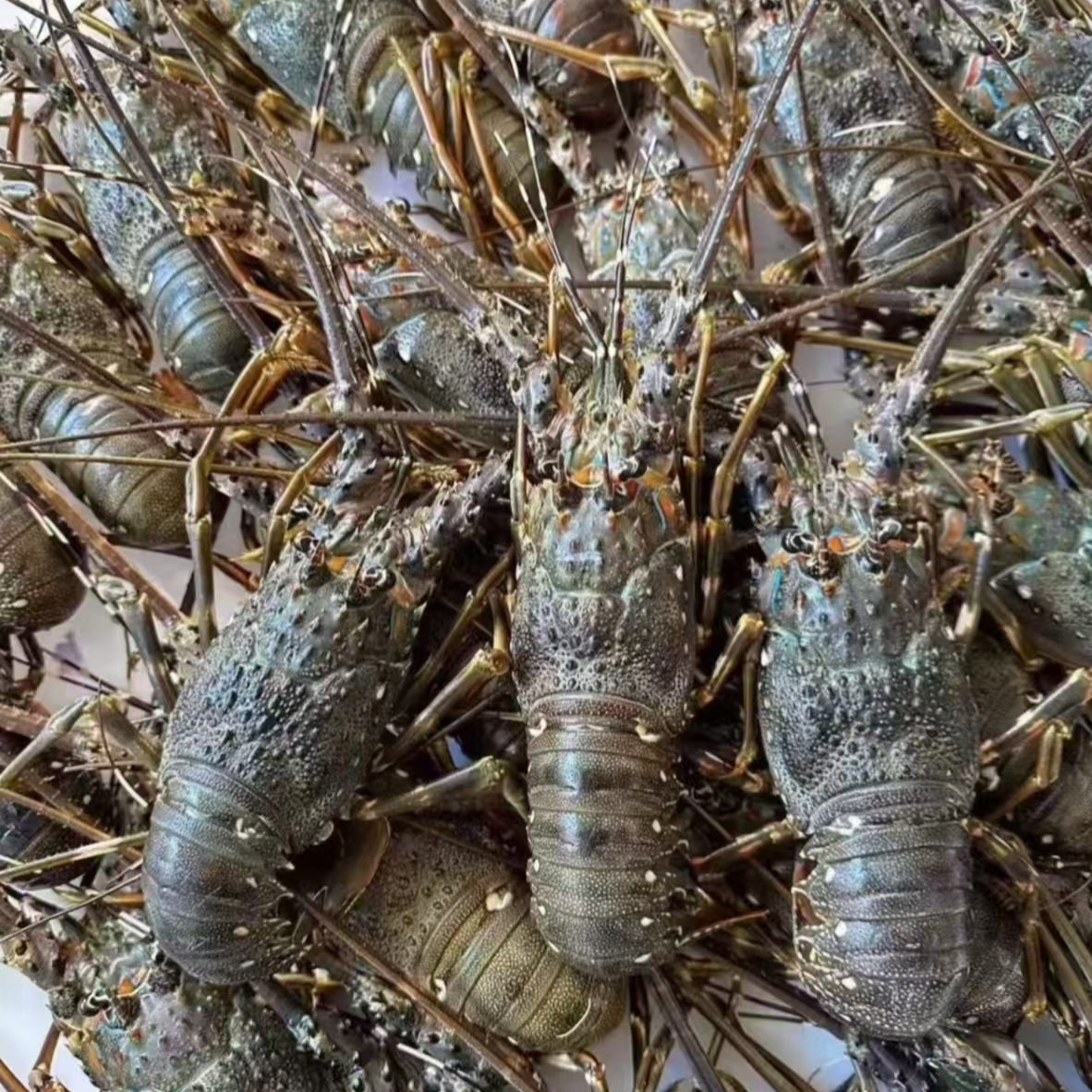 【昆明小时达】鲜活小青龙 1000 克一份 鑫宏旺海鲜总汇