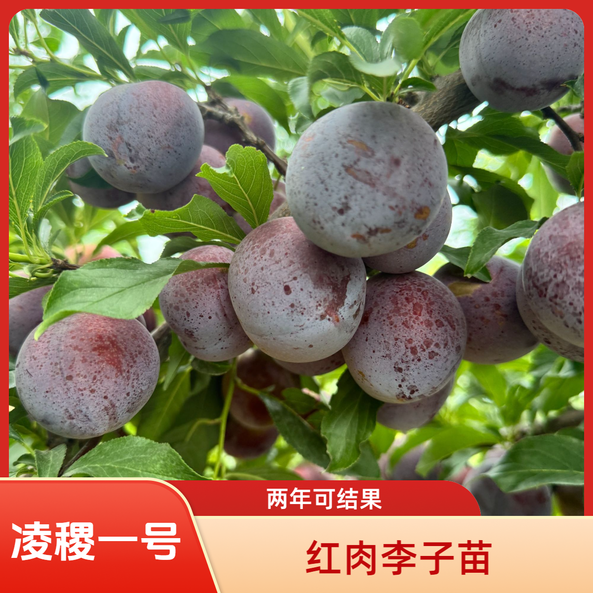 凌稷一号果树芽苗，包品种，不包活！