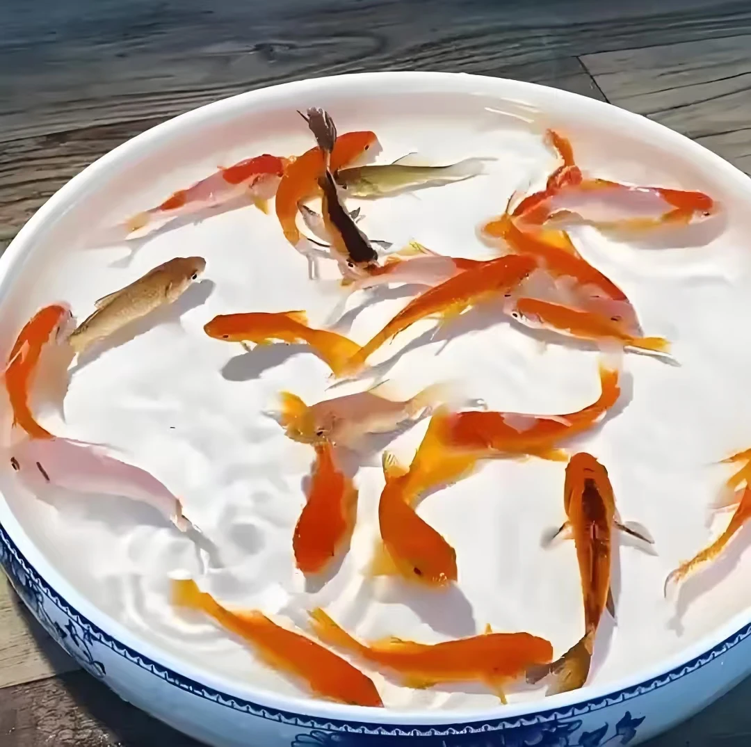 5-7cm黄1白1黑1红1红白草1、观赏鱼