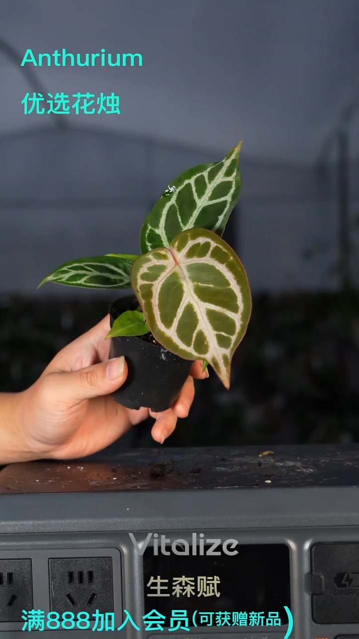 完全开放紫杉3号