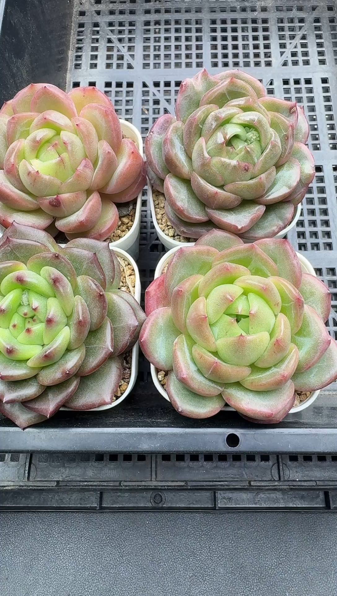 珍妮杂交多肉C268