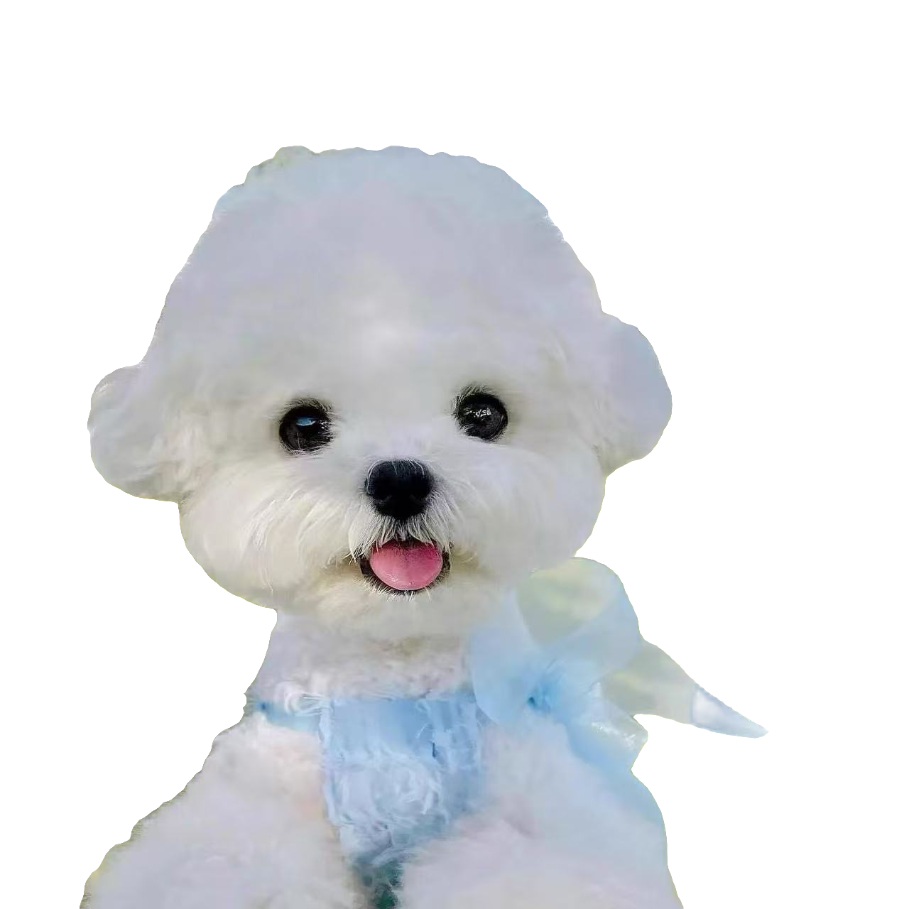 宠物比熊小型犬NN