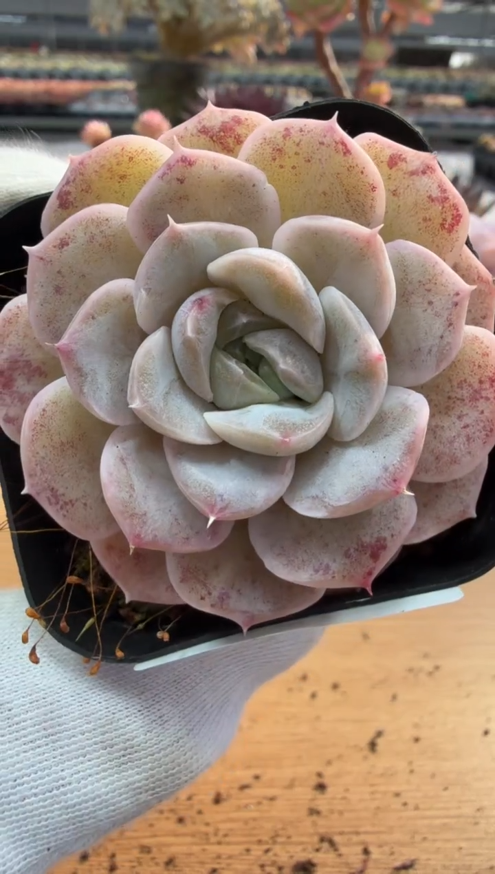 东云多肉园二店-238