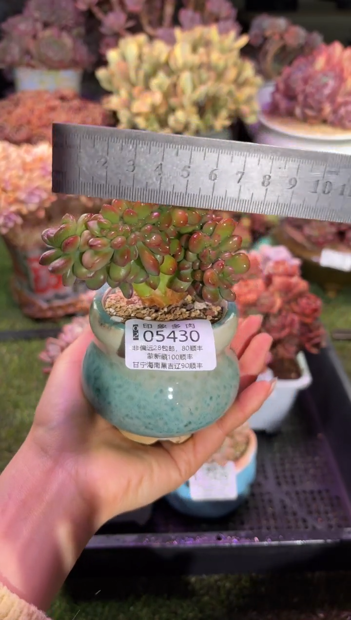 【闪购商品】05430脱土带盆