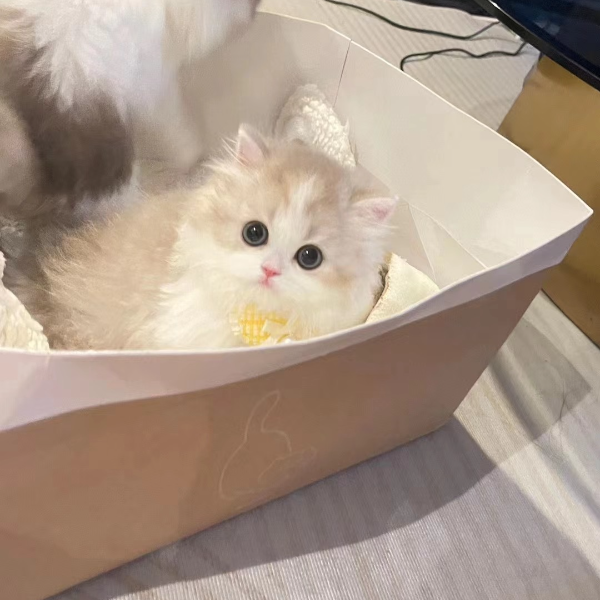 cookie米努特可爱猫咪伴侣聪明温顺猫咪①