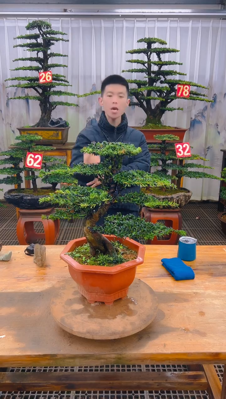 无花朵精品盆景直播间一物一拍