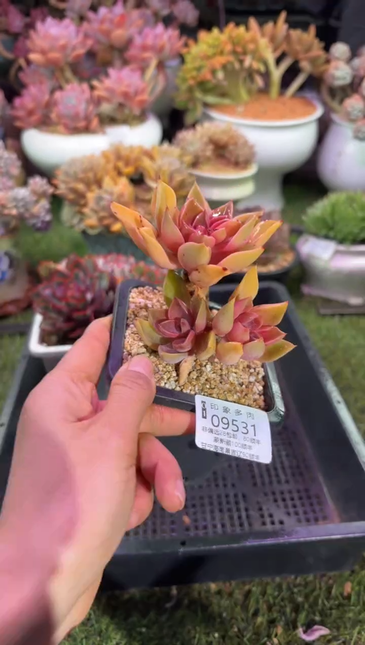 【闪购商品】09531