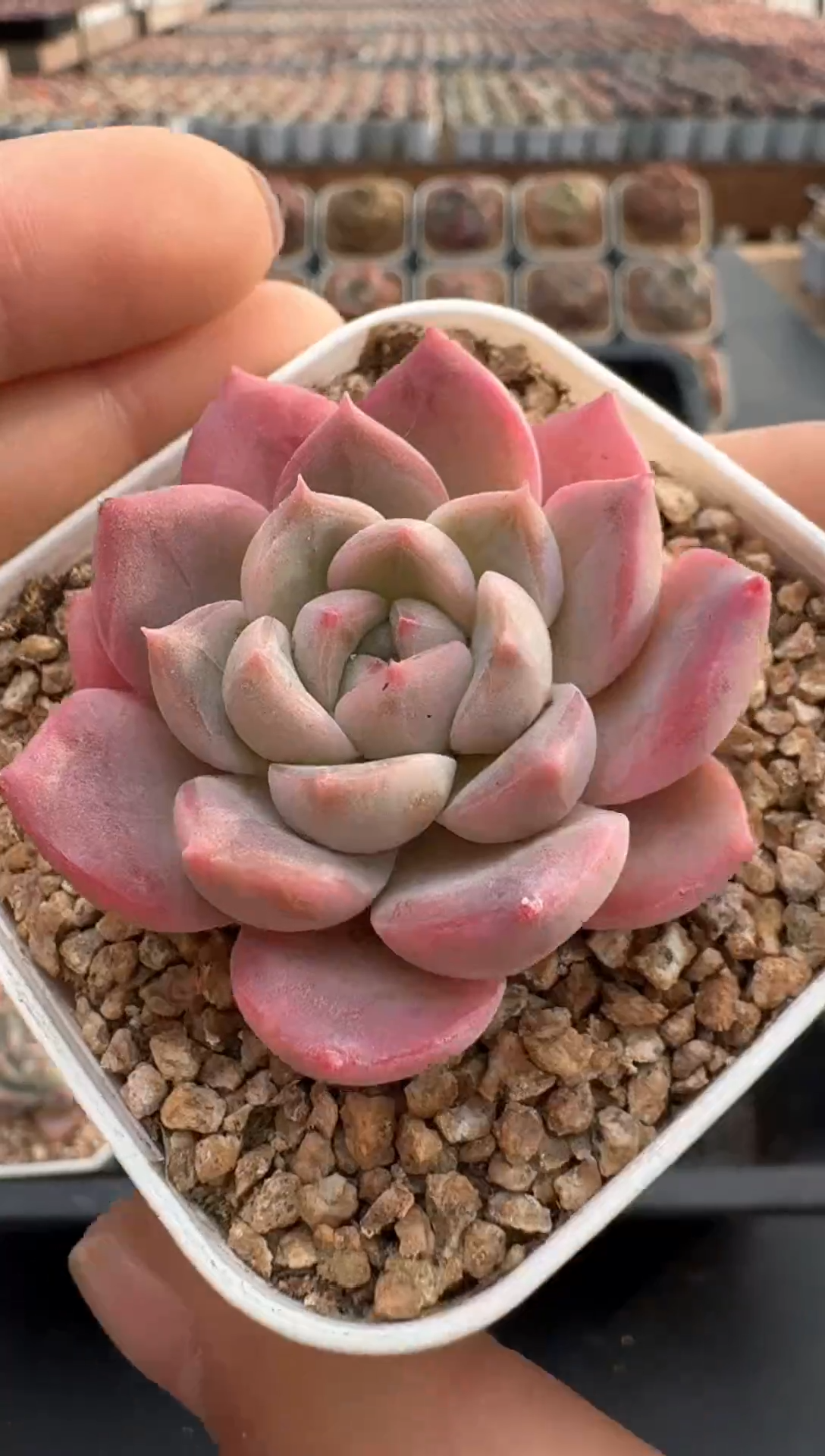 【闪购商品】862E号一物一拍多肉花卉植物3颗起发