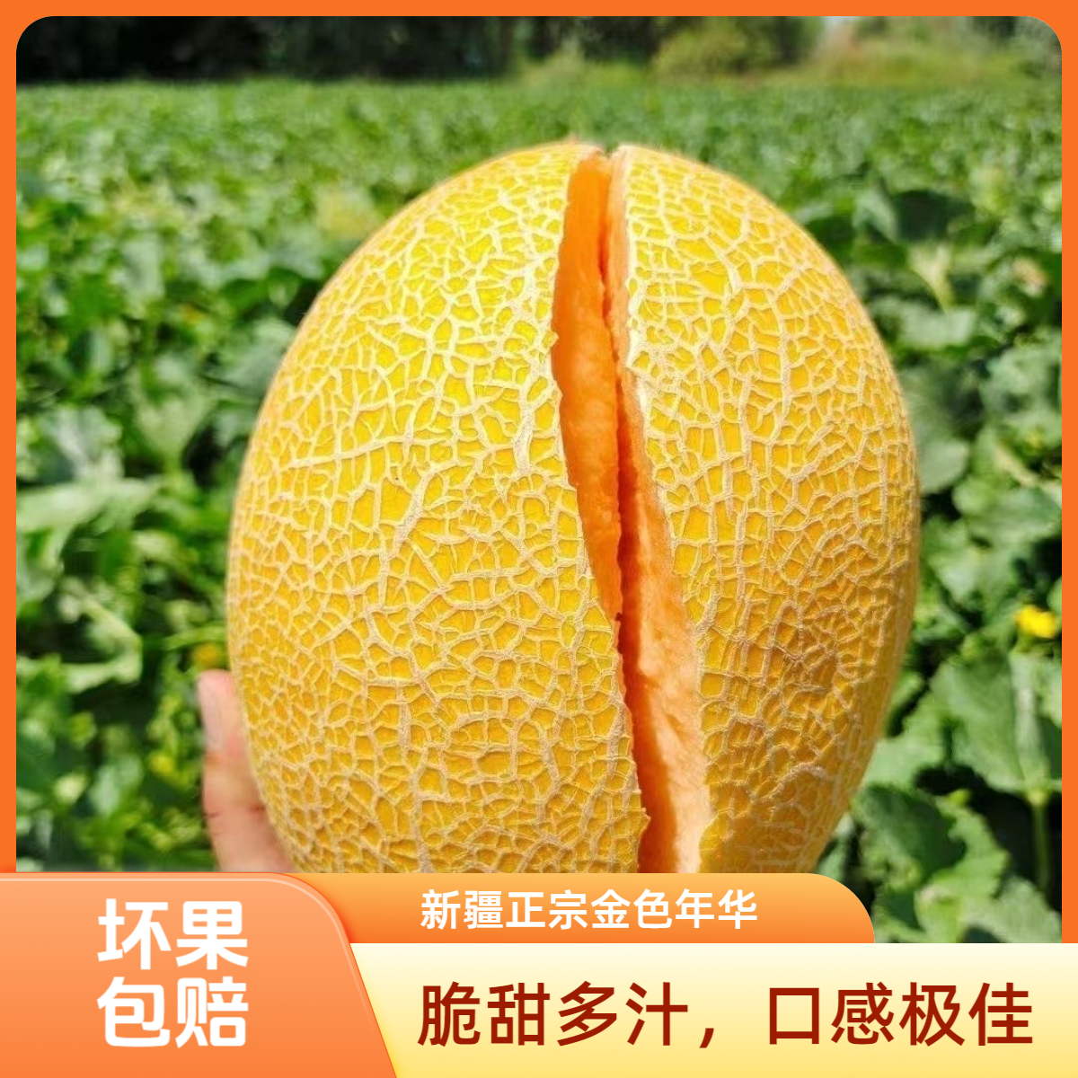 新疆正宗金色年华黄金哈密瓜4-5斤当季新鲜水果脆甜多汁黄皮蜜纹