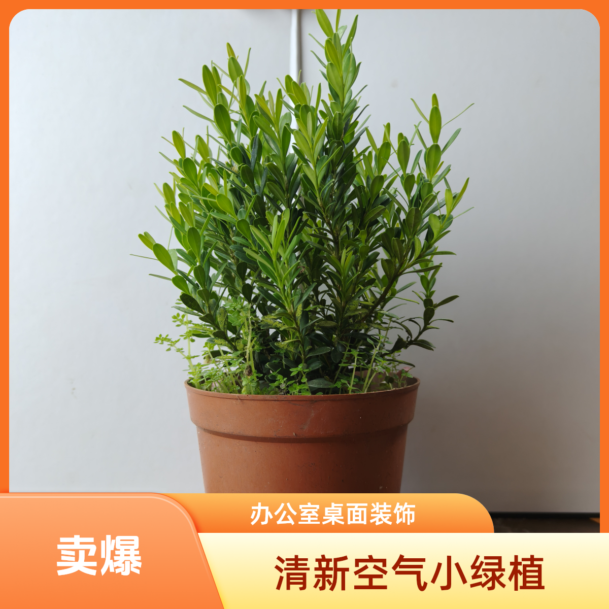 精品小棵小叶雀舌黄杨