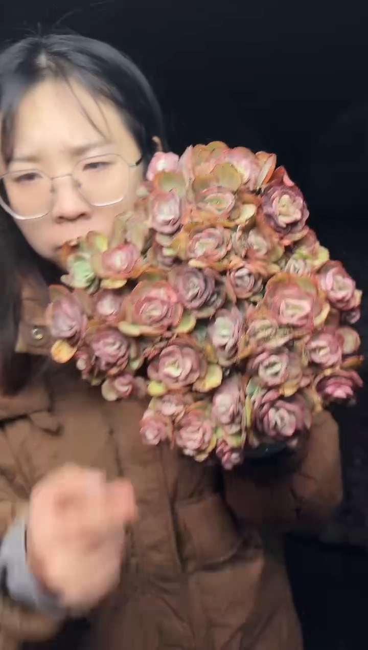 小露养区小叶秀妍  5  