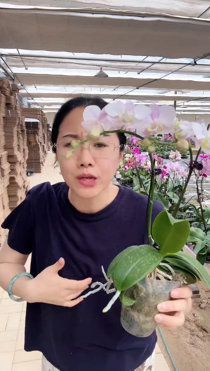 完全开放微瑕006天使1棵