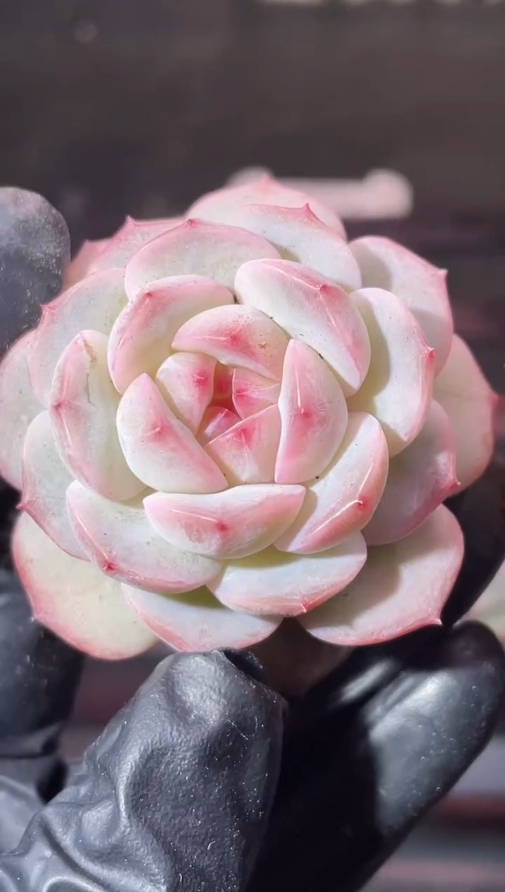 14-11新糯叽叽3-4厘米量拍发一颗