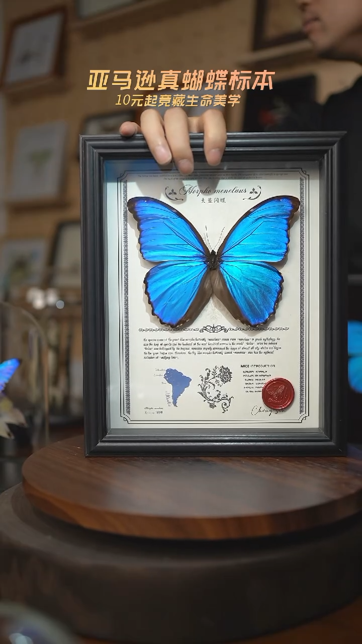 有机玻璃大蓝闪蝶豪华版10寸欧式框