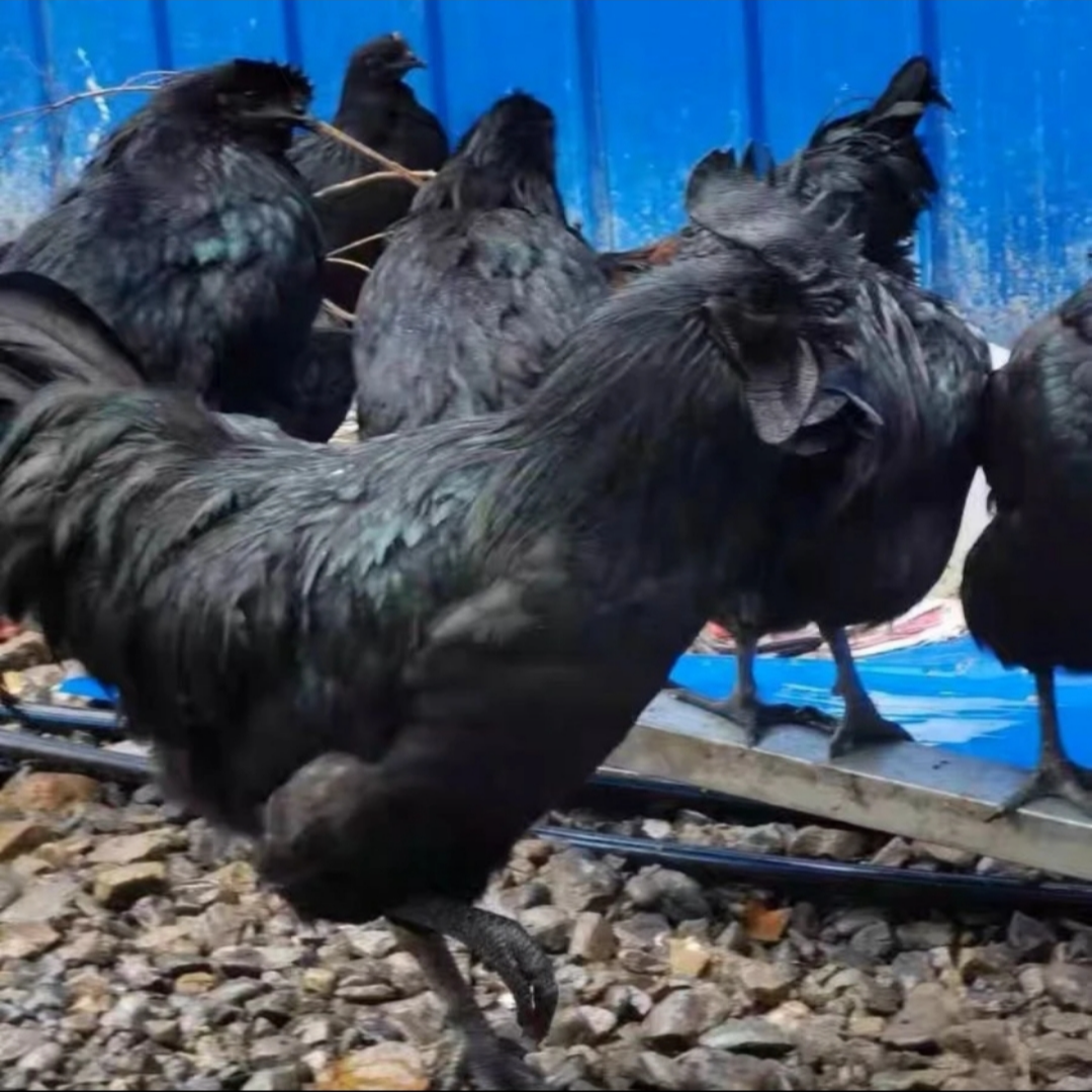 五黑鸡宠物鸡长尾鸡50只（活的顺丰包邮）