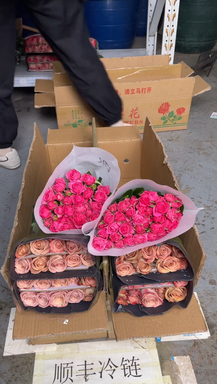 卡布20枝+苏菲10枝