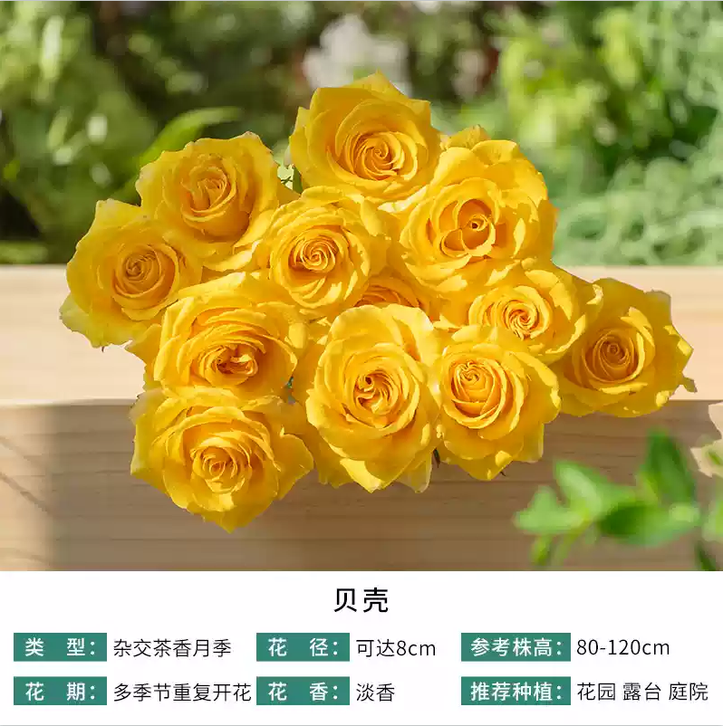 金丝雀棒棒糖树状月季花苗盆栽四季玫瑰大花浓香庭院阳台花卉植物
