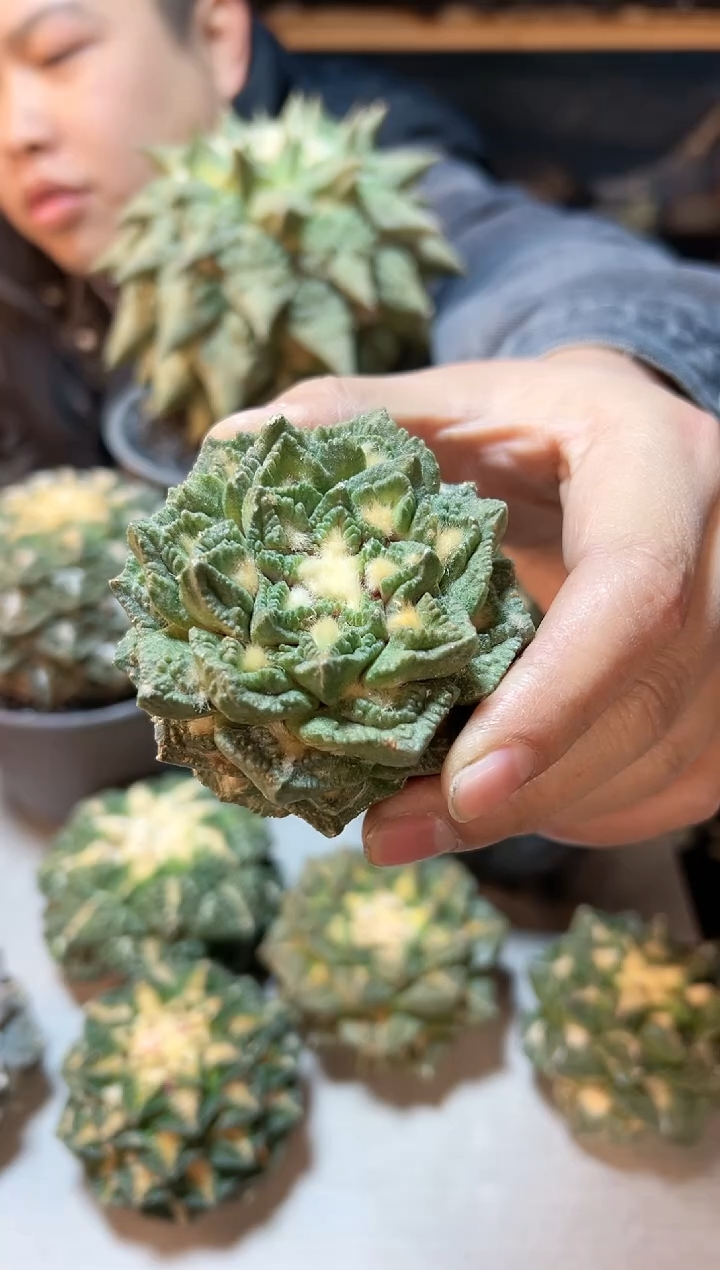 【闪购商品】晚14号苗接无根龟甲7公分