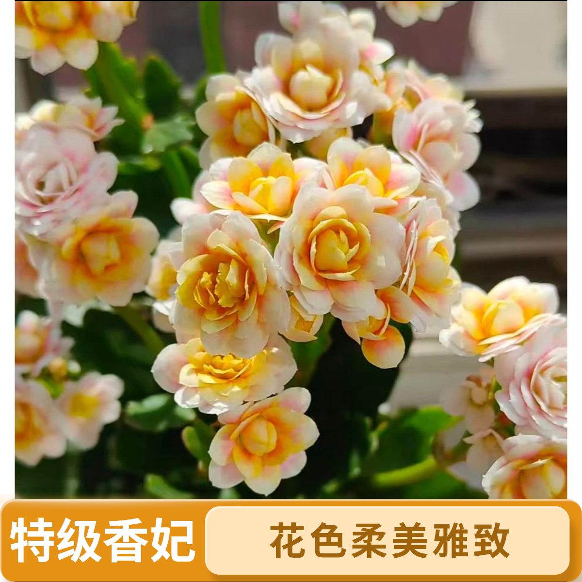 【110】稀有品种香妃重瓣长寿花 