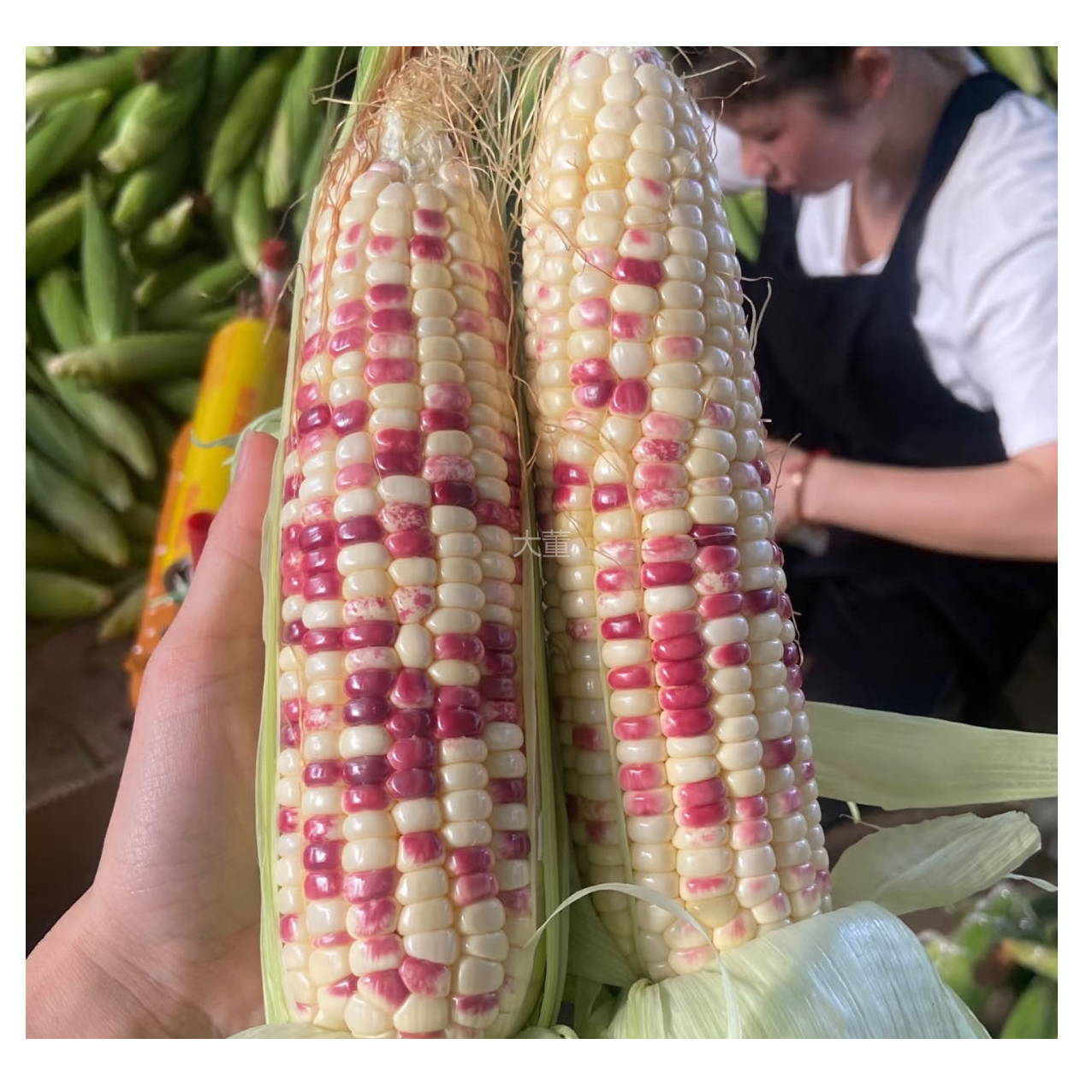 【大-董】云南花糯鲜玉米 10根/份 