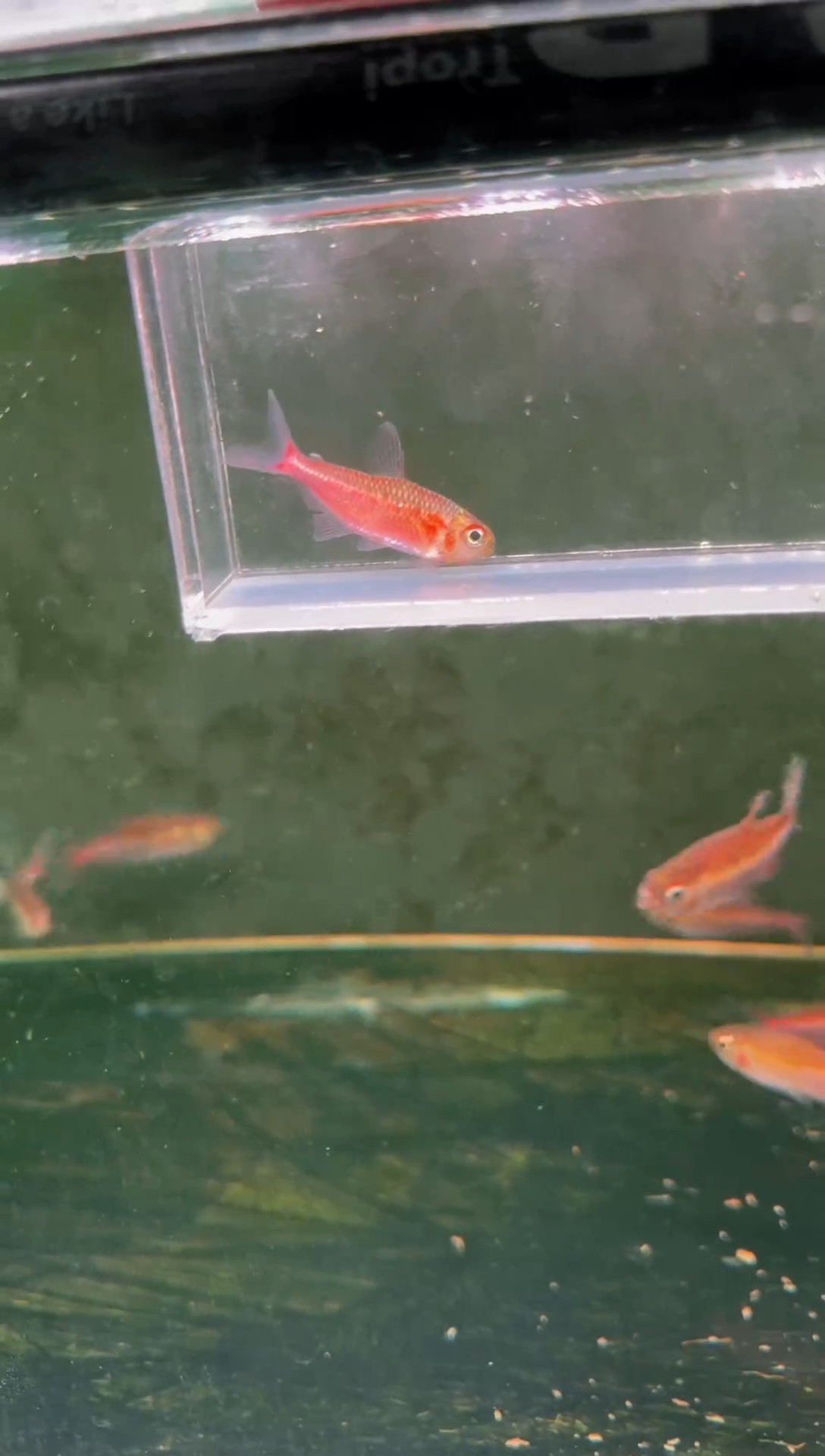 灯科鱼睡美人可卡*1