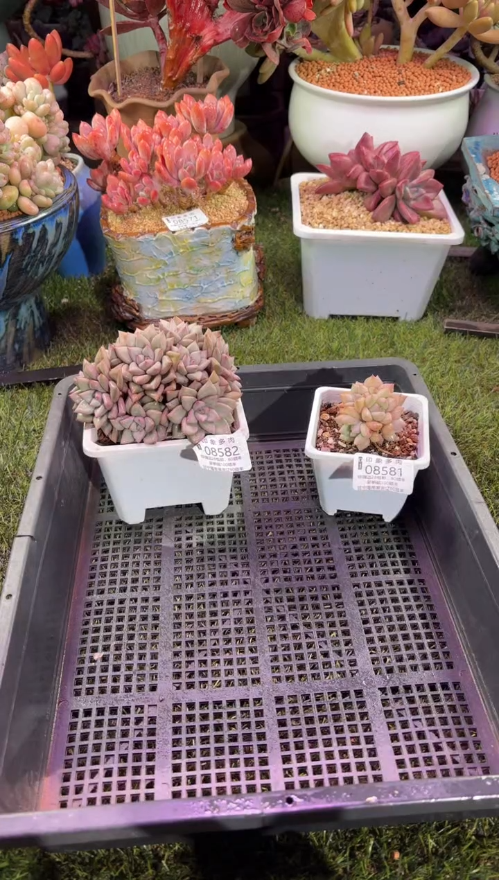 【闪购商品】08586