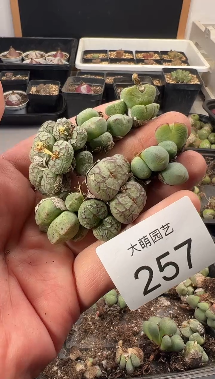 一物一拍           257