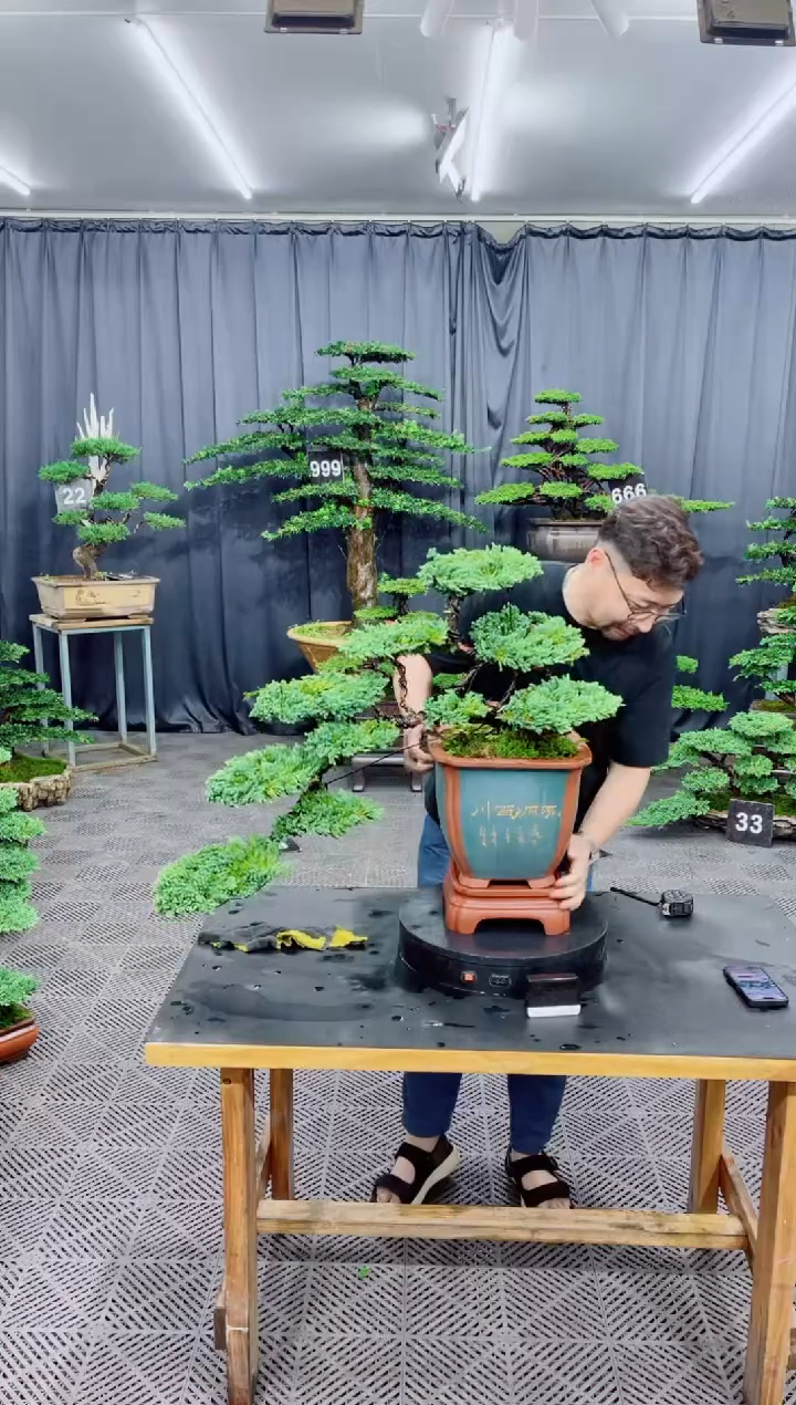 无花朵珍珠柏盆景...