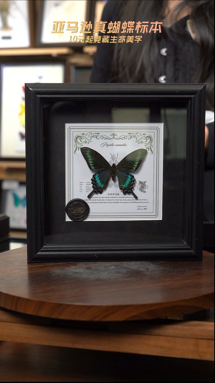 绿带翠凤蝶春型7寸欧式方框