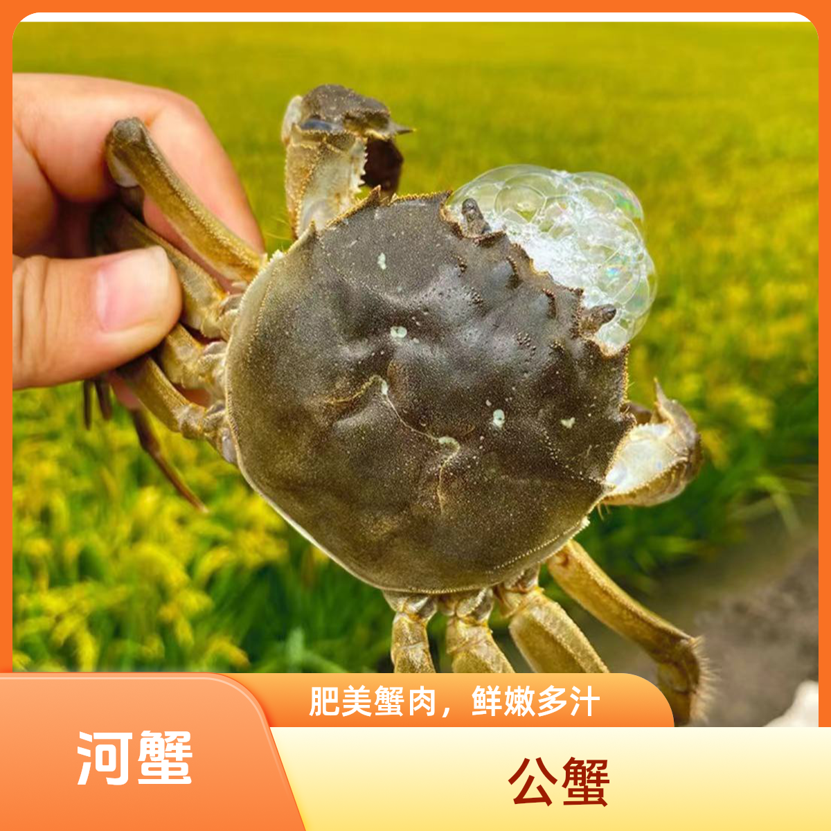 嘎嘎肥【活蟹】河蟹，公蟹1.9-2两/只  母蟹1.9-2两/只