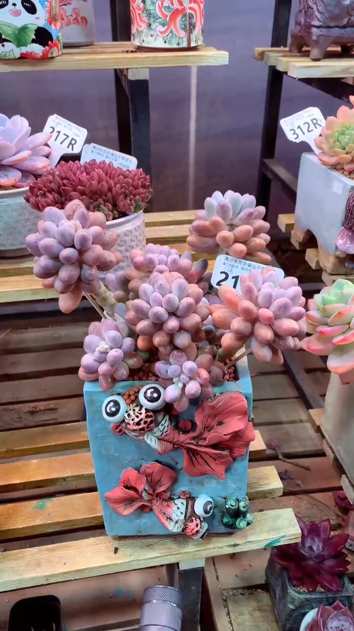 210R只走物流（一物一拍，精品多肉，所见即所得 ）