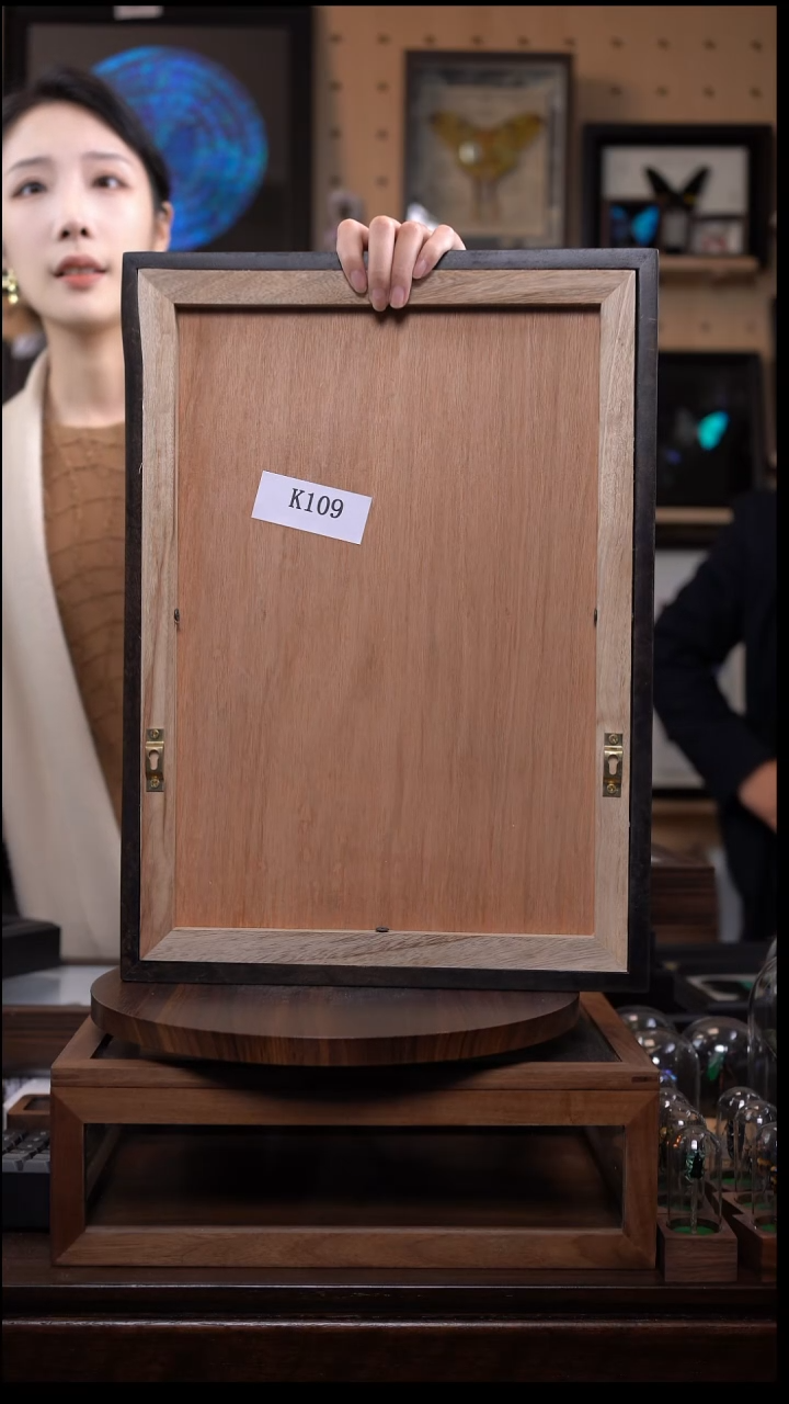 蝴蝶标本摆件k110
