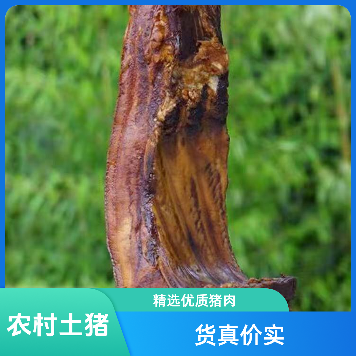 1直播间现称重湖北恩施高山土猪柏枝树烟熏腊肉